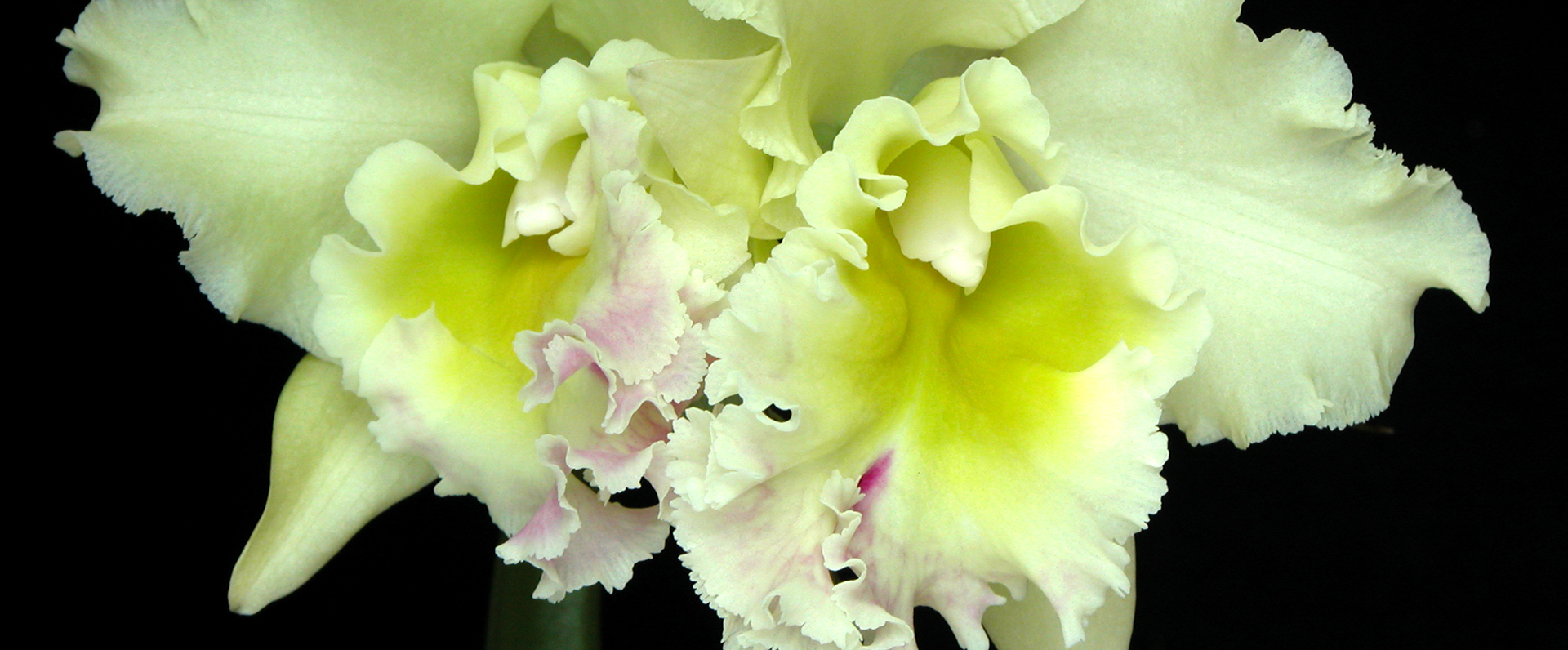 Orchid Image 10
