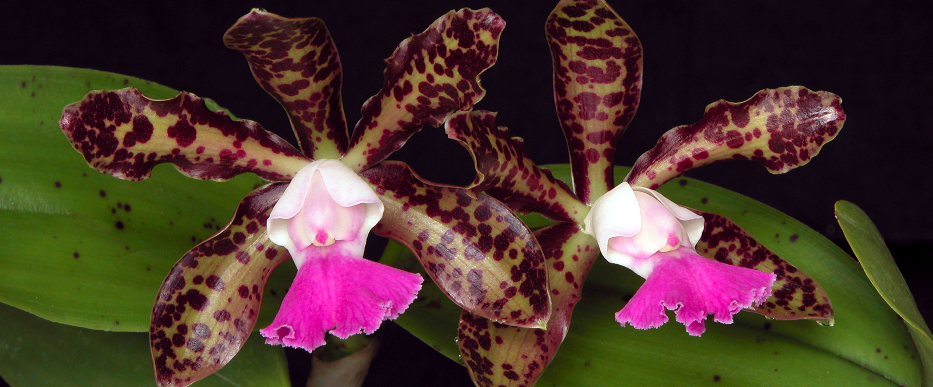 Orchid Image 11
