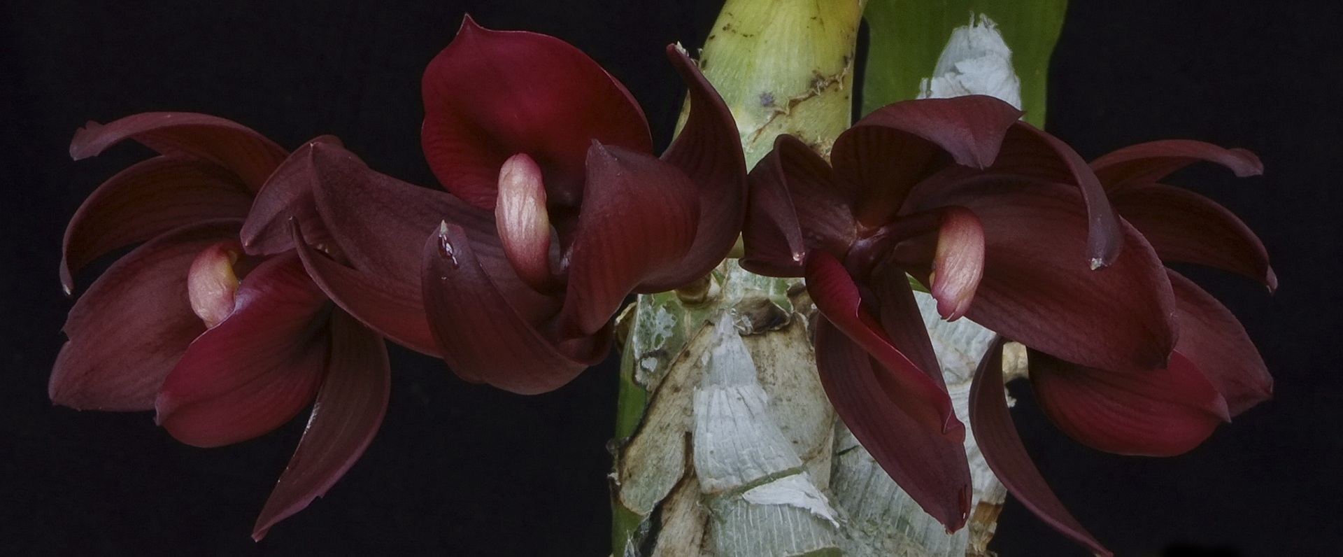 Orchid Image 7