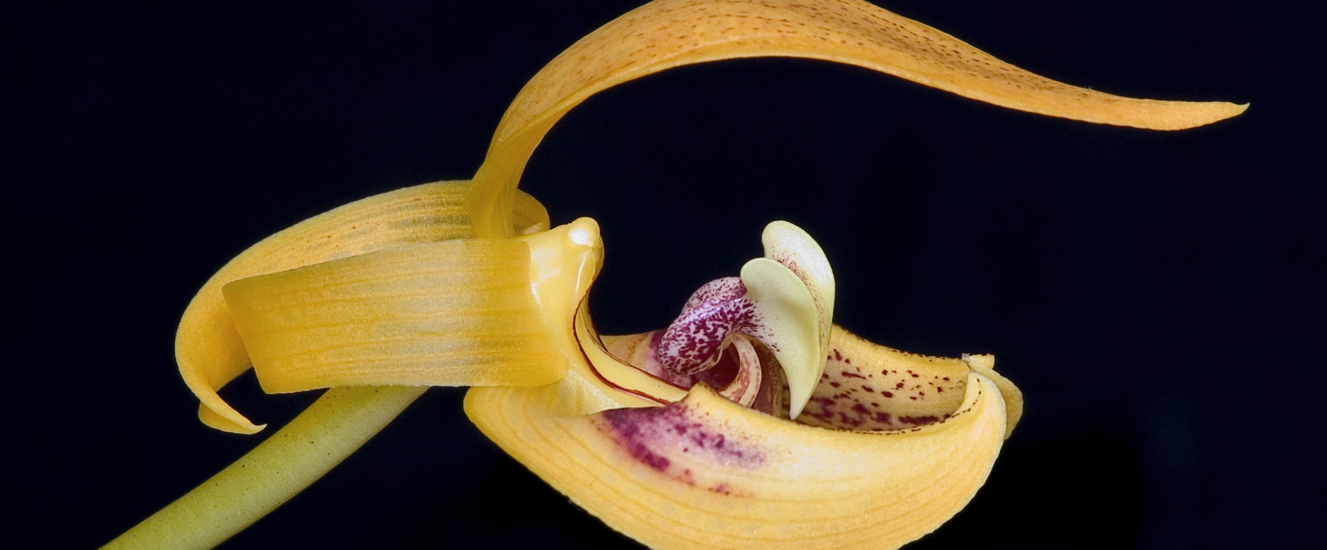 Orchid Image 8