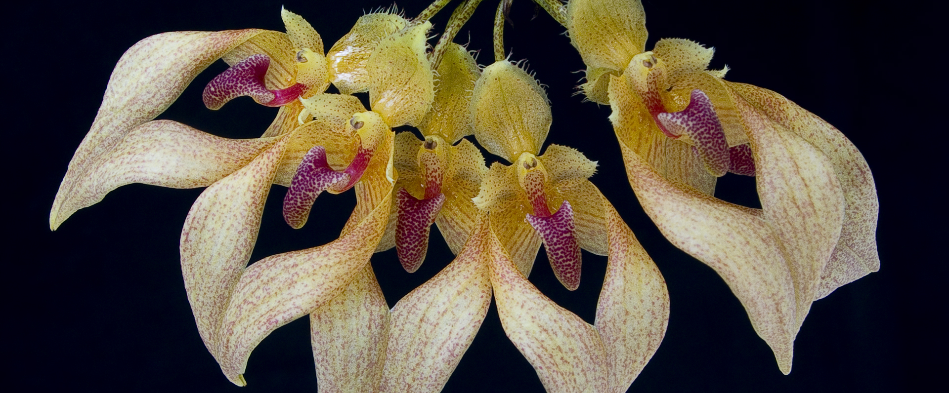 Orchid Image 9